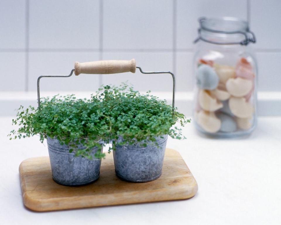 Two plants in metal pots