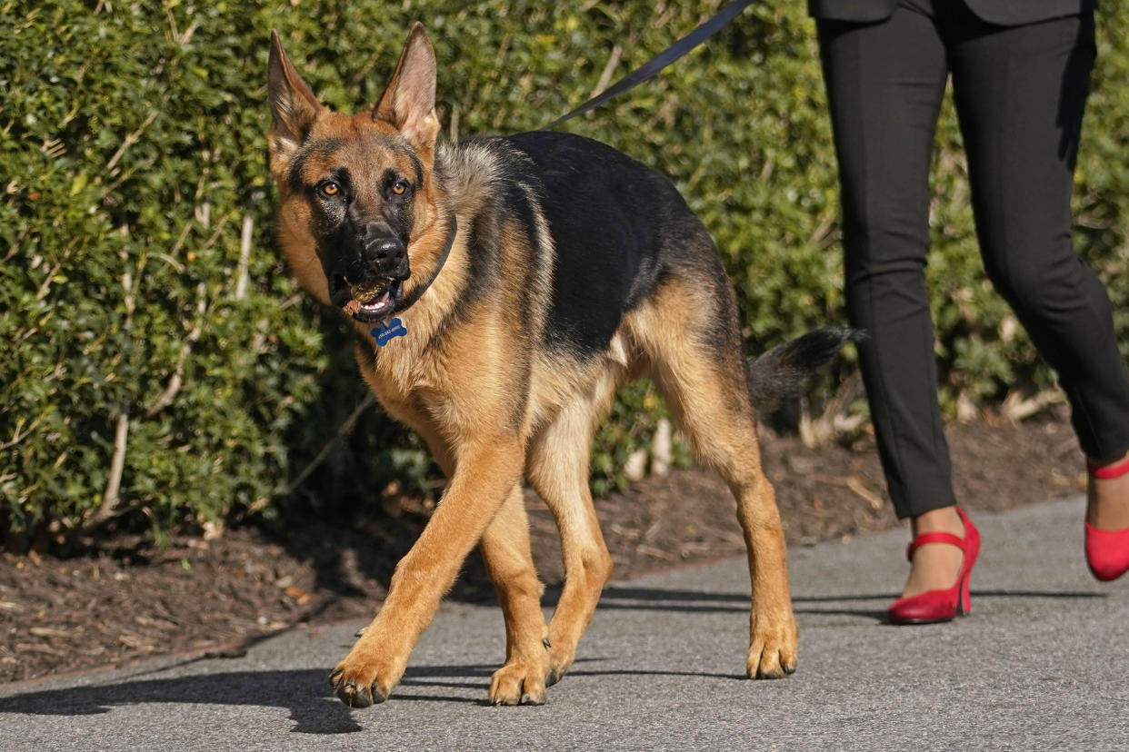 FILE — President Joe Biden and first lady Jill Biden's dog Commander, a purebred German shepherd, is walked before the president and first lady arrive on Marine One at the White House in Washington, March 13, 2022. The American Kennel Club announced Wednesday, March 15, 2023 that French bulldogs have become the United States' most prevalent dog breed, ending Labrador retrievers' record-breaking 31 years at the top. (AP Photo/Carolyn Kaster, File)