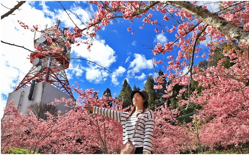 福壽山農場千櫻園