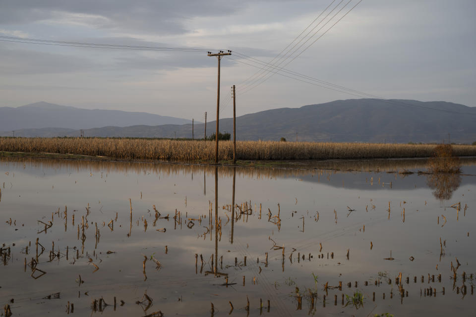 Flooded fields with corn on the outskirts of Armenio village, near Volos, Greece on Thursday, Sept. 28, 2023. Torrential rainfall has caused widespread flooding in and around the Greek city of Volos and other central areas of the country for the second time in less than a month. (AP Photo/Petros Giannakouris)