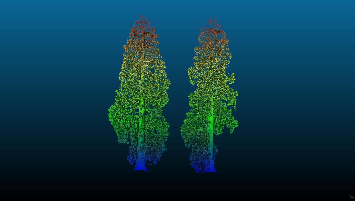 A 3D laser scan of two giant sequoias (Mathilda Digby/PA)