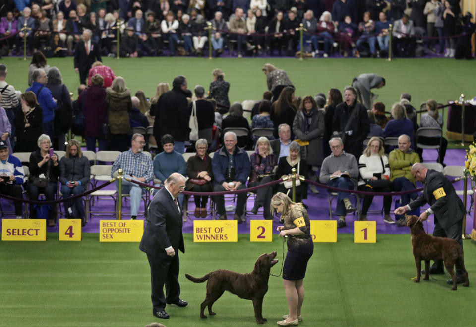 FILE - Chesapeake Bay retrievers compete during the 142nd Westminster Kennel Club Dog Show in New York, Tuesday, Feb. 13, 2018. To the casual viewer, competing at the Westminster Kennel Club dog show might look as simple as getting a dog, grooming it and leading it around a ring. But there's a lot more to getting to and exhibiting in the United States' most prestigious canine event. (AP Photo/Seth Wenig, File)