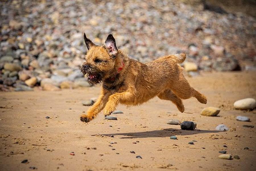 ¡Amor incondicional! Perrita recorre más de 160 kilómetros para buscar a su familia que salió de vacaciones