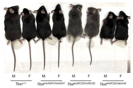 Mäuse mit und ohne TBXT-Mutation. Manche von ihnen haben kürzere oder sogar gar keine Schwänze. - Copyright: Xia, B et al. Nature (2024). https://doi.org/10.1038/s41586-024-07095-8 CC BY 4.0