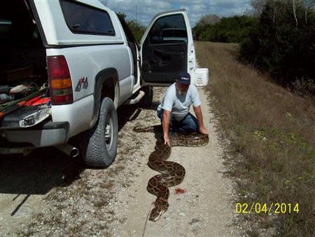 A near record-breaking Burmese Python measuring more than 18-feet long (5.5 meters) is shown in this January 4, 2014 handout photo provided by South Florida Water Management District, January 5, 2014 in Everglades National Park near Miami, Florida. REUTERS/South Florida Water Management District/Handout via Reuters