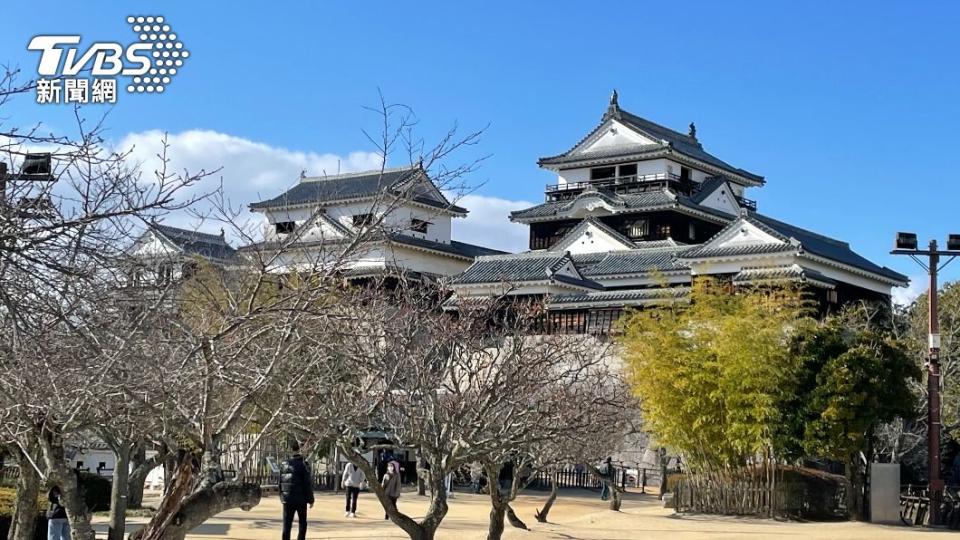 松山城周圍種植多棵櫻花樹，吸引大批遊客。(圖／黃貞怡攝)