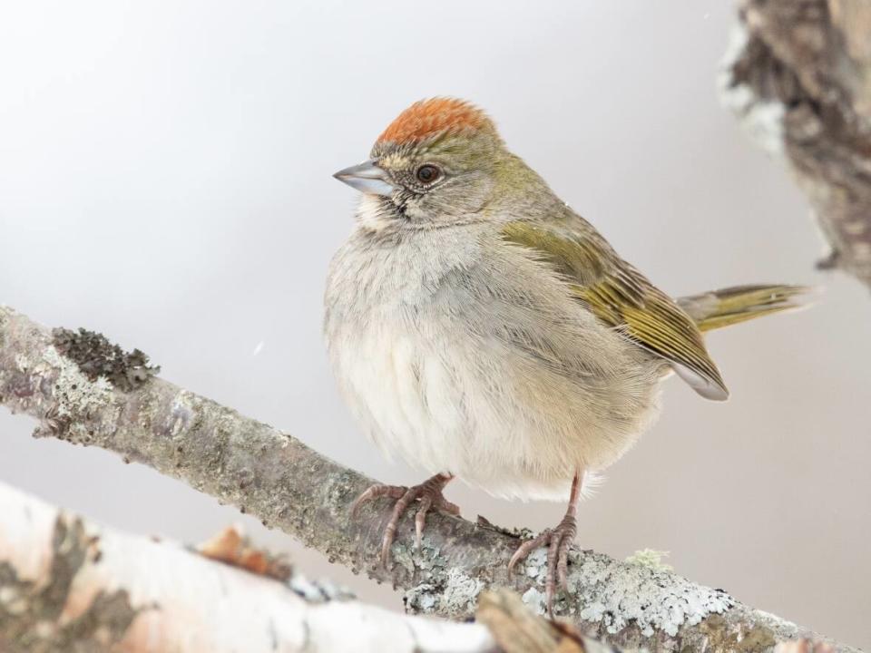 A large sparrow called the green-tailed towhee has been spotted in Sackville, about 3,000 kilometres away from its normal range in southwestern North America. John Klymko and his bird count teammates, Beth MacDonald, a lab instructor at Mount Allison University, and Gianco Angelozzi, a master’s student from Venezuela, spotted it Dec. 17, while walking around the waterfowl park behind Tantramar Regional High School. (Submitted by Jaden Barney - image credit)
