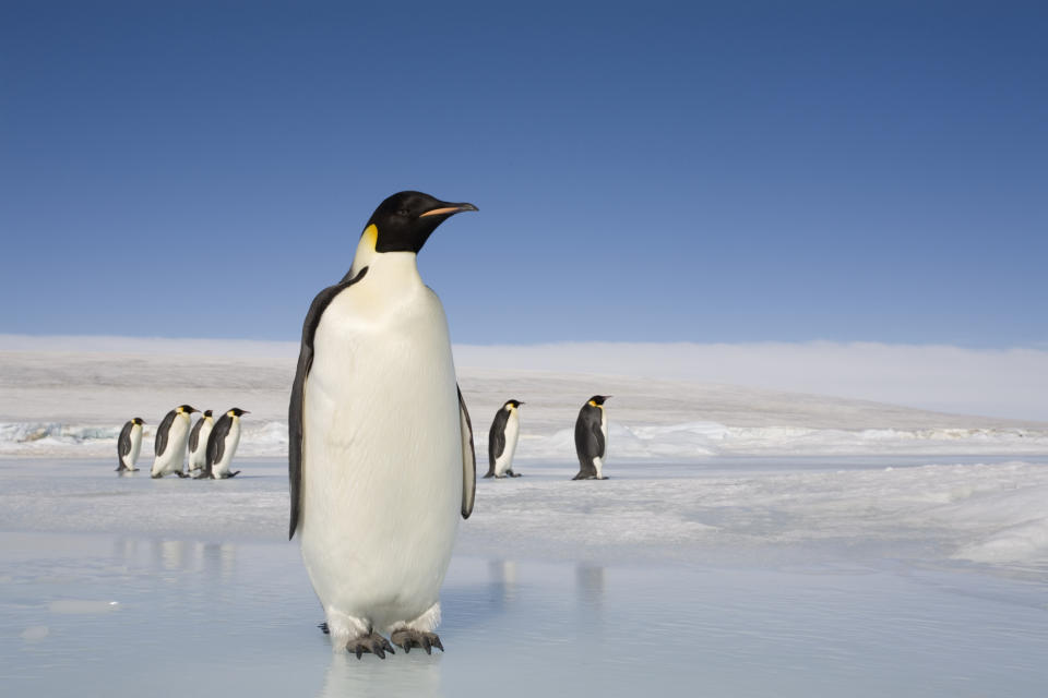 GettyImages 200535445 001 The Ocean Animal That Captures Each Zodiac Signs Energy & Personality