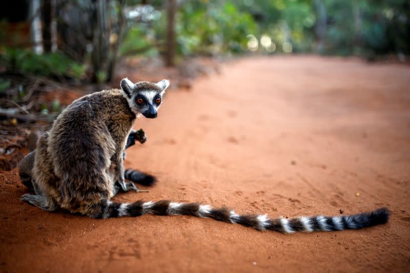 FILE PHOTO: Lemurs at the Berenty Reserve in Toliara province