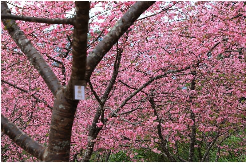 高雄「寶山二集團櫻花公園