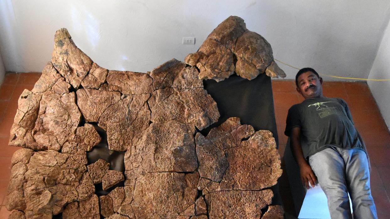 Der venezolanjische Paläontologe Rodolfo Sánchez liegend neben dem Panzer eines Stupendemys geographicus Männchens.