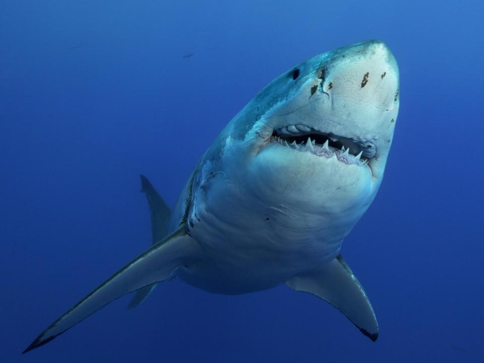 Shark attacks double in 20 years across densely populated coastlines