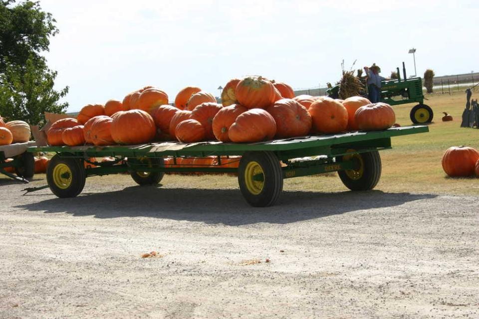 Pumpkins are displayed at Assiter Punkin Ranch a few miles south of Floydada. Floyd County is known as Pumpkin Capital USA.