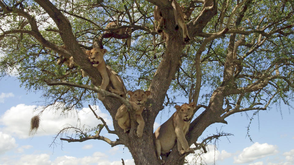 This image released by Discovery shows lioness resting in acacia tree from episode four of "Serengeti," a six-part series premiering Sunday, August 4. (Geoff Bell/Discovery via AP)