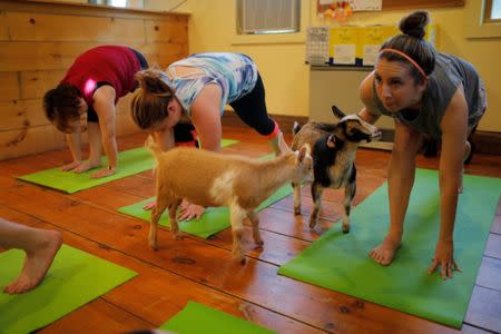 Goats walk around students during a yoga class with eight students and five goats at Jenness Farm in Nottingham, New Hampshire, U.S., May 18, 2017. Picture taken May 18, 2017. REUTERS/Brian Snyder