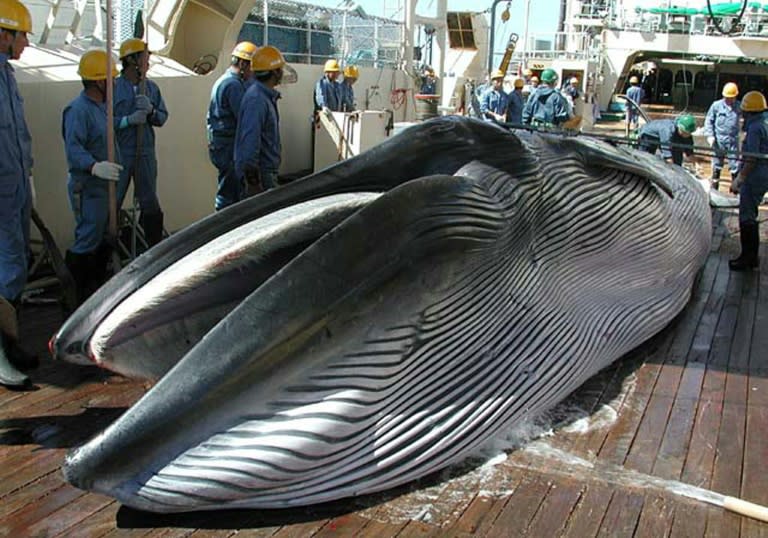 A Bryde's whale lays on the deck of a whaling ship during Japan's whale research program in the Western North Pacific in 2013