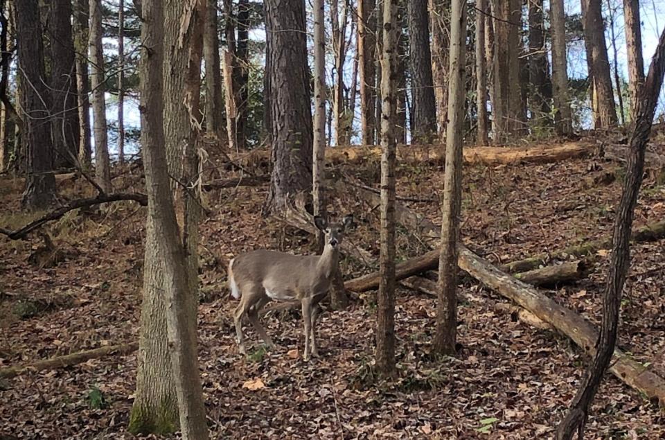 A deer is startled in Rock Creek Park in Maryland.