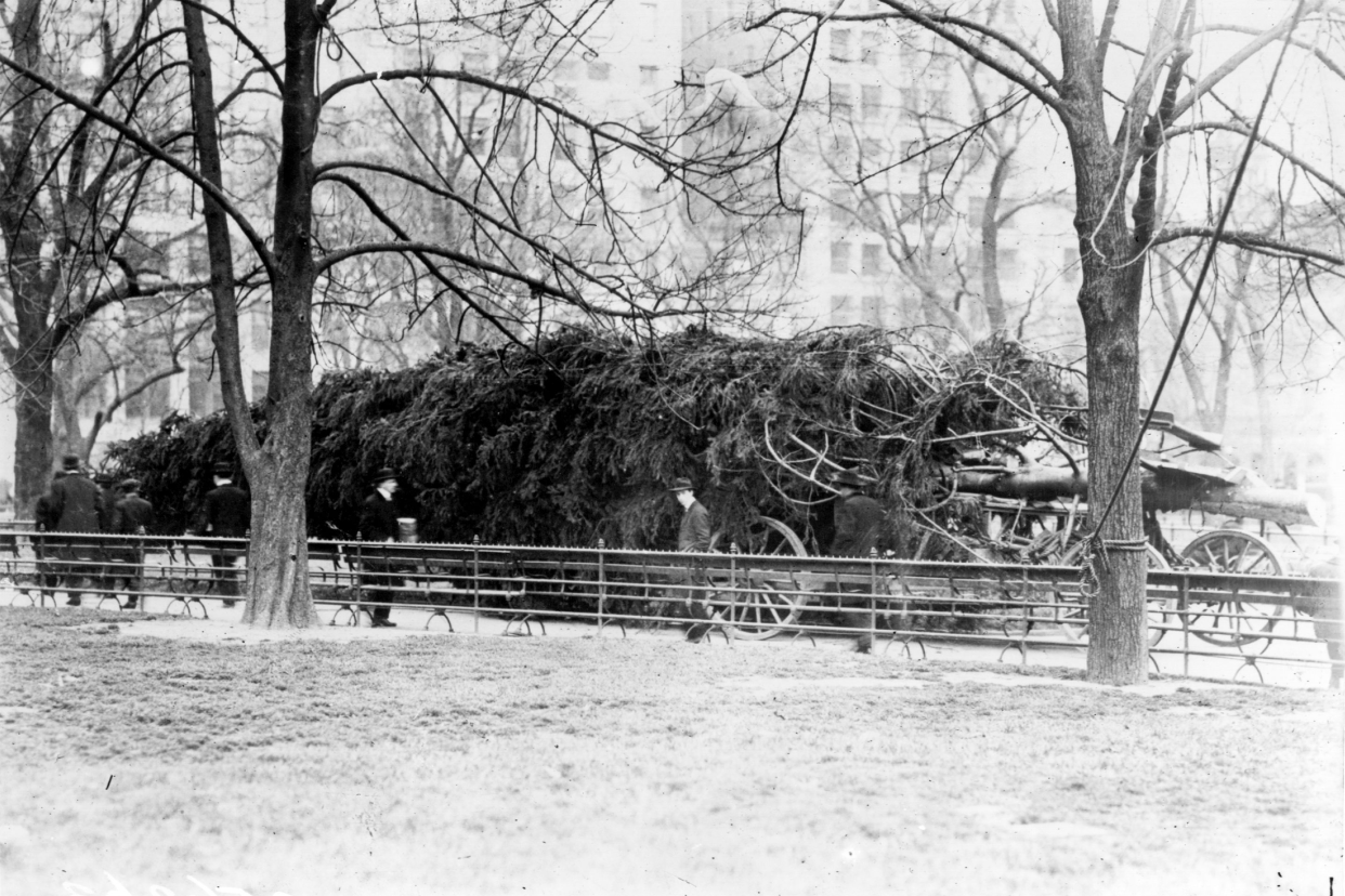 New York's Christmas tree for the homeless waiting to be erected in Madison Square.