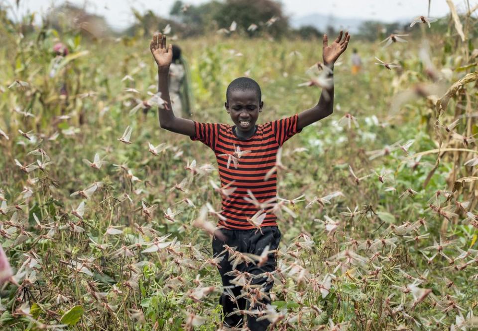 A farmer's son raises his arms as he is surrounded by desert locusts while trying to chase them away from his crops, in Katitika village, Kenya