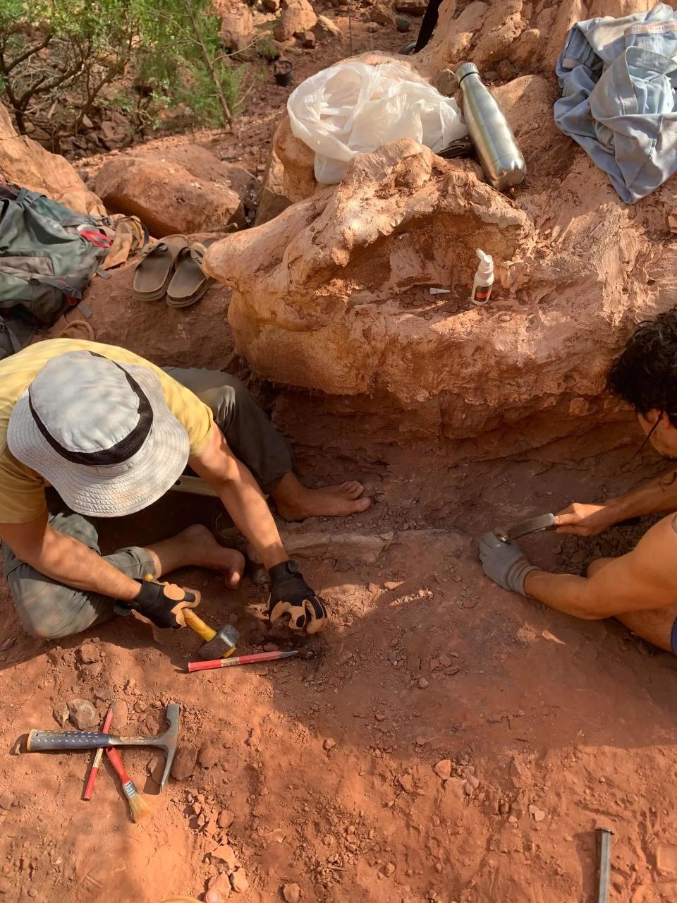 ACAP worked to excavate the bones for two years, keeping the discovery quiet to keep it safe. / Credit: Damien Boschetto