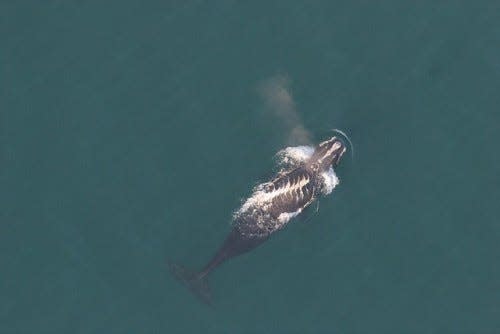 A North Atlantic right whale with prop scars