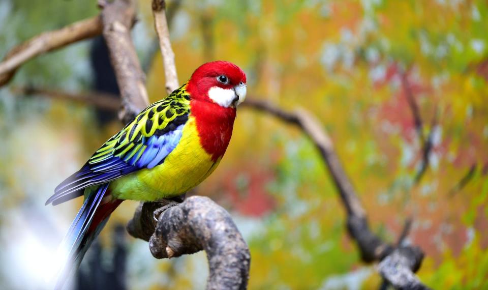 Invasive birds, such as the eastern rosella pictured here, can pose a significant threat to native species through competition for food or nest sites, hybridisation, disease transmission and weed spread. Shutterstock/Wang LiQiang