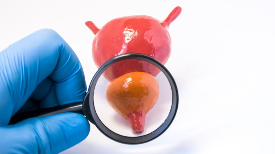 Close up image of a blue gloved hand of a doctor holding a  magnifying glass to examine the prostate gland (concept).