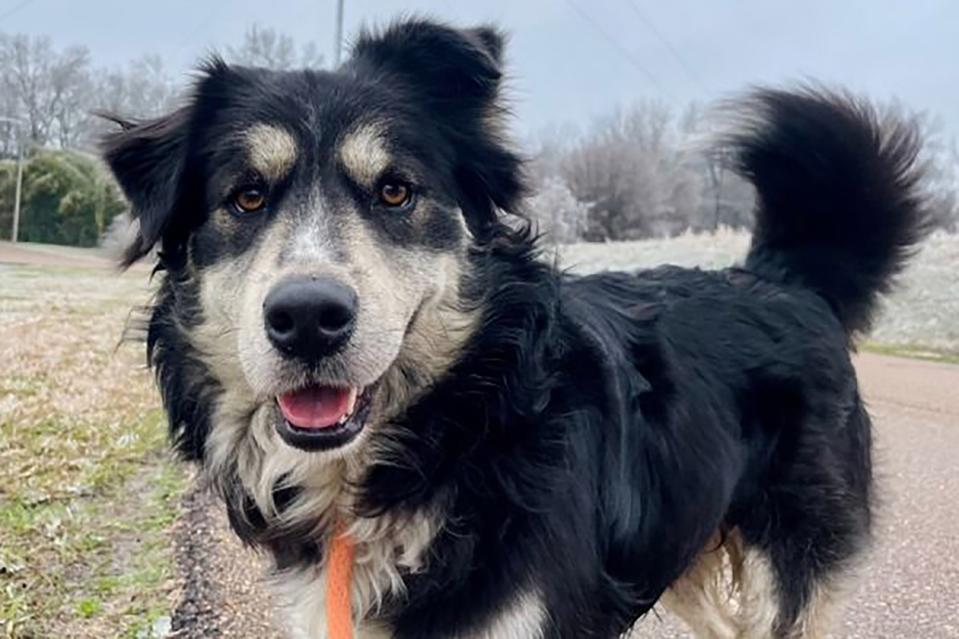 I'm WAFFLE HOUSE, a male, 65 pound, Aussie mix! You may have seen me when I become internet famous after a follower created a photo mash up comparing all my expressions to Paul Rudd's. They started calling me Paul Ruff!. https://www.petfinder.com/dog/waffle-house-59821519/tn/collierville/collierville-animal-services-tn167/. Petfinder