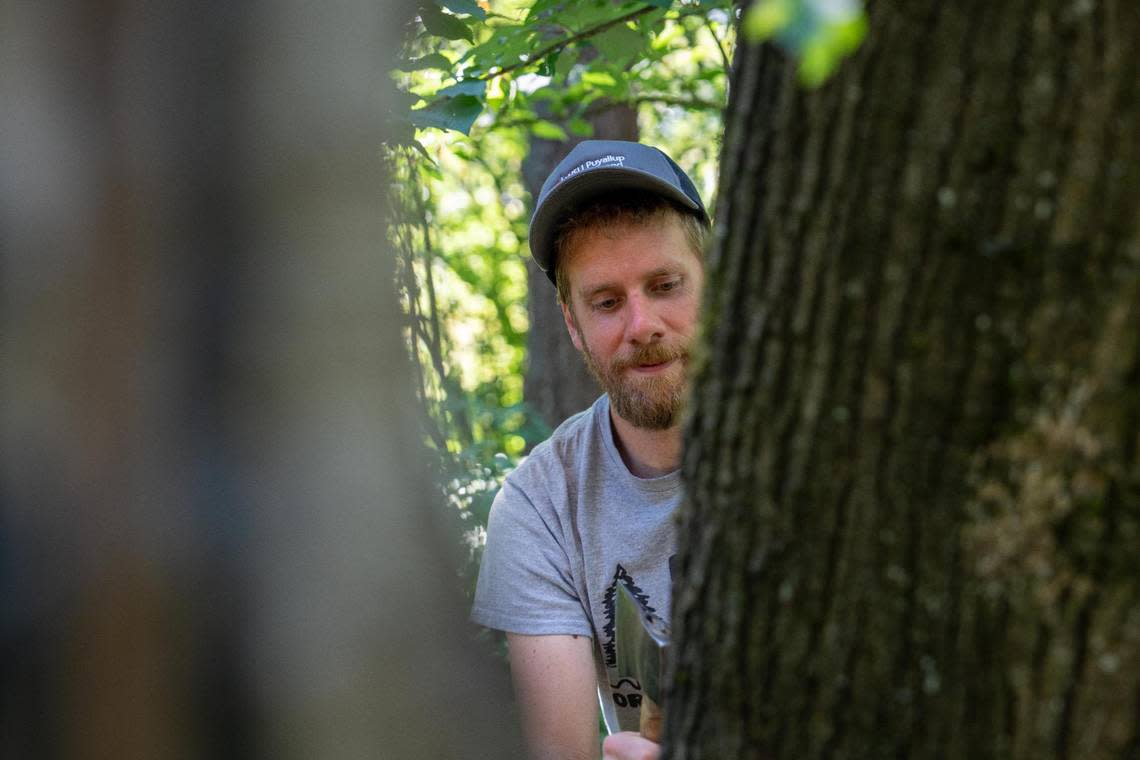 Joe Hulbert takes a sample from a big leaf maple that has been infected by Sooty Bark Disease on Monday, July 11, at Franklin Park in Tacoma. He takes samples to test to understand how the fungus affects trees.