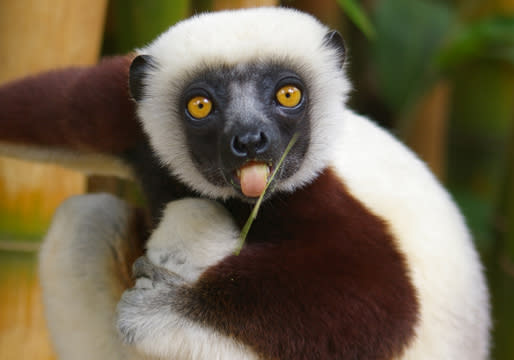 lemur for sale las vegas