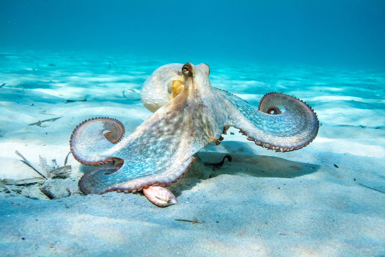 Octopus in actionGetty Images/Nikos Stavrinidis/500px
