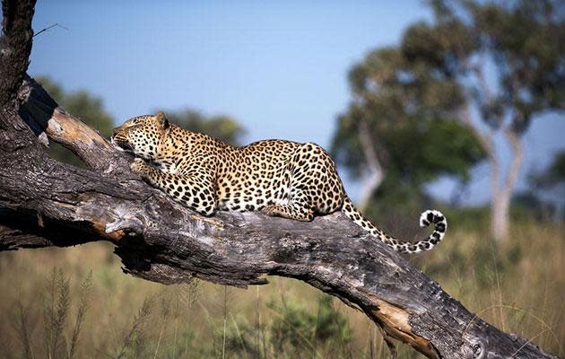 Niemand kann garantieren, dass Sie einen Leoparden zu Gesicht bekommen werden, aber um ehrlich zu sein ist es ist ziemlich wahrscheinlich. Quelle: &Beyond