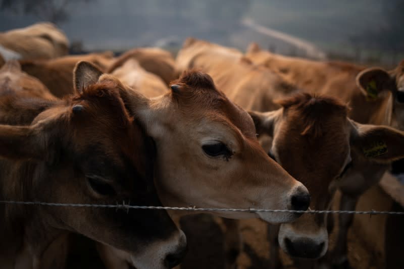 A few of the remaining calves of dairy farmer Salway are seen at his farm in Wandella