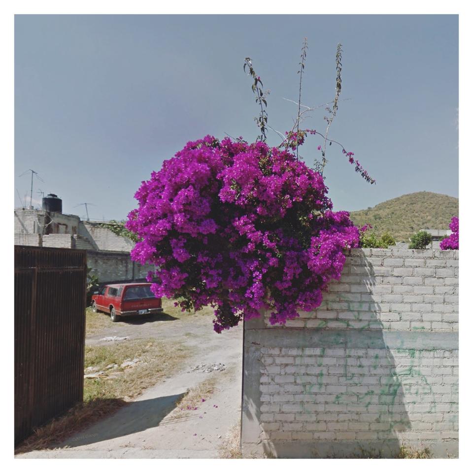 Bougainvillea_Peru