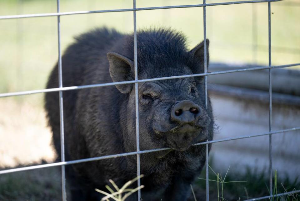 Porkie the pot-bellied pig is eager to greet guest at the Old Tim Bell Farm in Waterford, Calif., Friday, June 28, 2024.