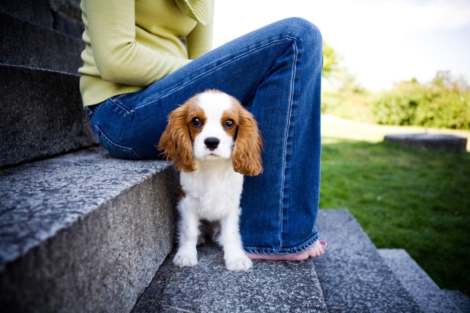 The Best Dogs For Seniors That'll Fill Their Lives With Love