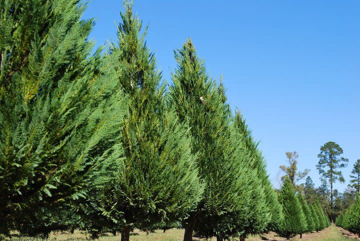 Louisiana: Grant Christmas Tree Farm, Grant