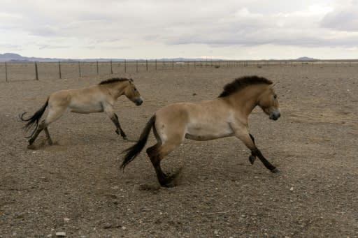 Two Przewalski horses released in southwestern Mongolia