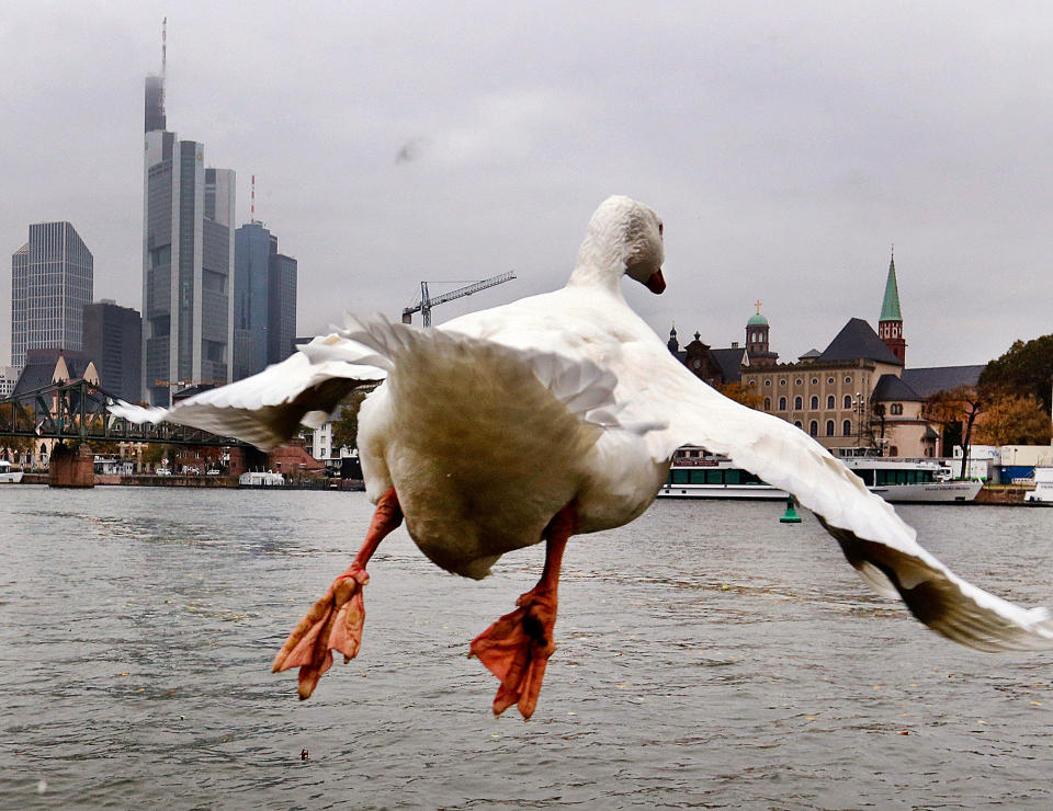 Goose in flight in Frankfurt, Germany