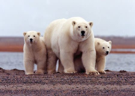 A polar bear keeps close to her young along the Beaufort Sea coast in Arctic National Wildlife Refuge, Alaska in a March 6, 2007 handout photo. Susanne Miller/US Fish and Wildlife Service/Handout via REUTERS/Files