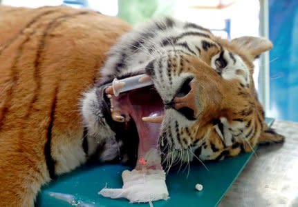 Igor, the 13 year-old Siberian tiger lies on the operation table before the non-invasive stem cell surgery in Zoo Szeged, Hungary April 18, 2018. REUTERS/Bernadett Szabo