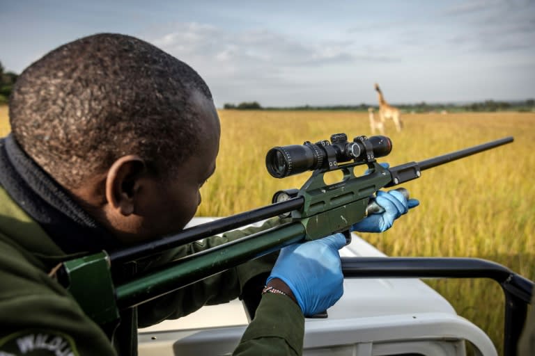 El veterinario de la agencia keniana de protección de la naturaleza Matthew Mutinda dispara dardos tranquilizantes a unas jirafas antes de su traslado desde Eldoret el 24 de junio de 2024 (Luis Tato)