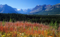 <p>Fireweed flowers blaze in a field in Glacier National Park, Montana.</p>