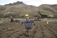 Un espantapájaros con un casco de plástico se encuentra en un campo de papa para disuadir a las aves en Pisac, el sur rural de Perú, el viernes 30 de octubre de 2020. (AP Foto/Martín Mejía)