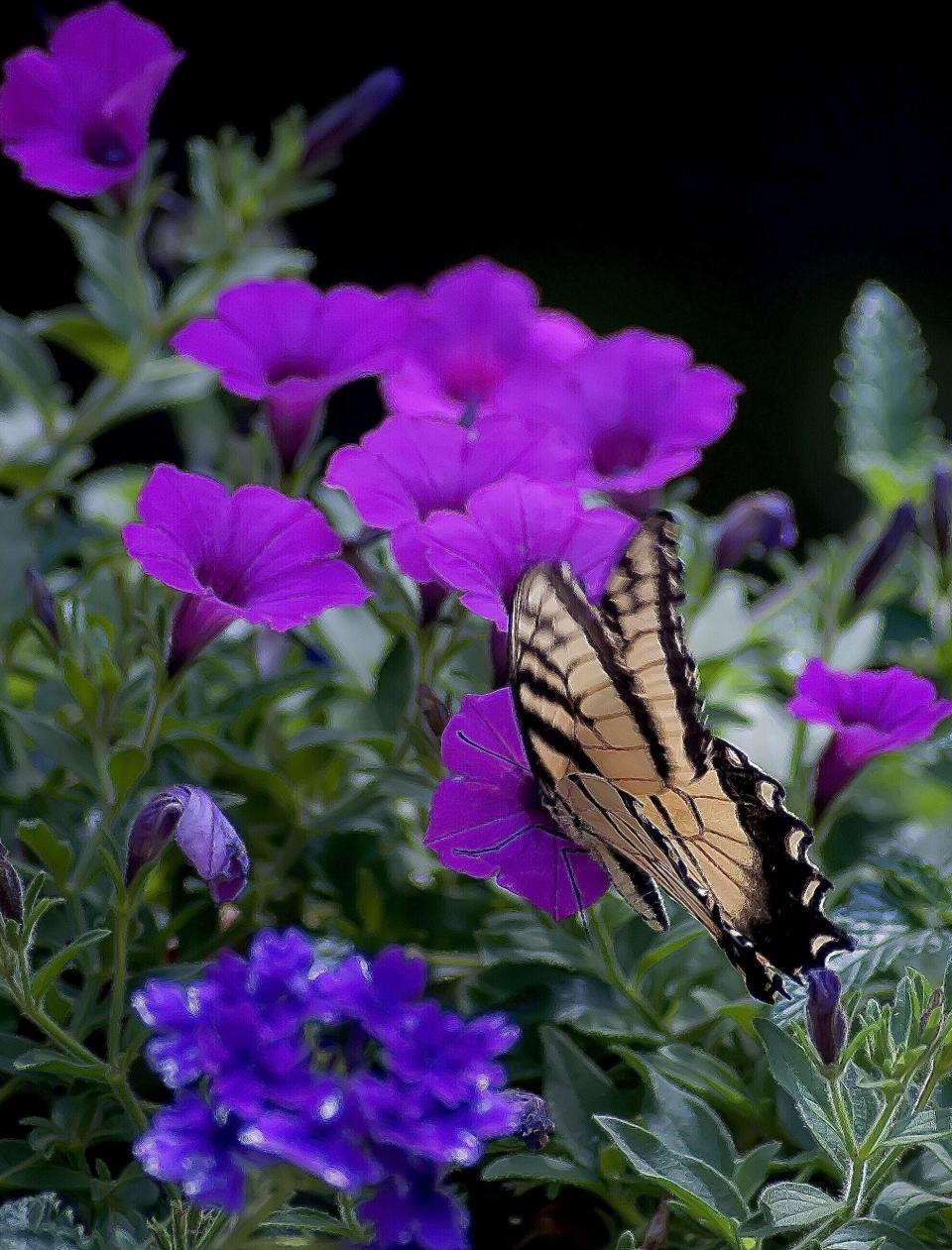 This Eastern Tiger Swallowtail butterfly has chosen Supertunia Vista Jazzberry petunia for the menu.