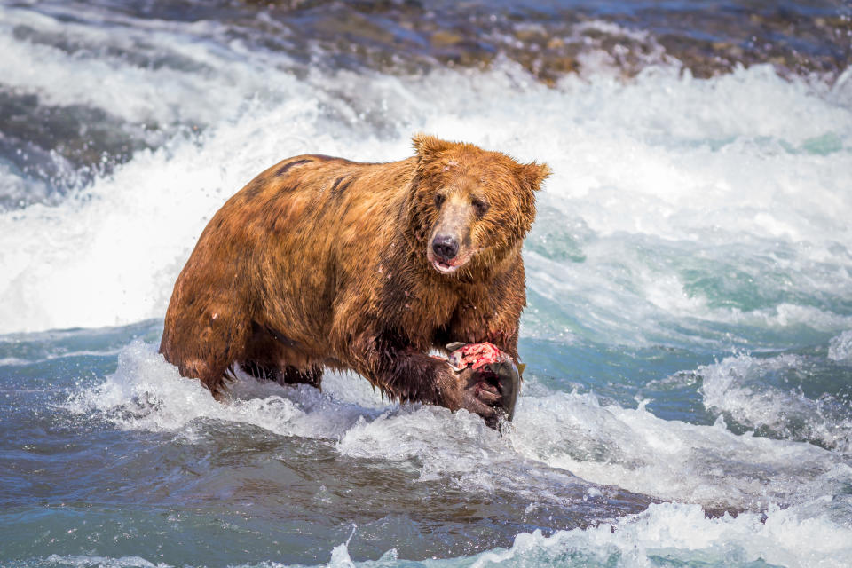 An Alaskan bear checks his surroundings in between bites of his salmon in McNeil River, Alaska, July 2015. (Photo by Daniel Wise/Future Publishing via Getty Images)