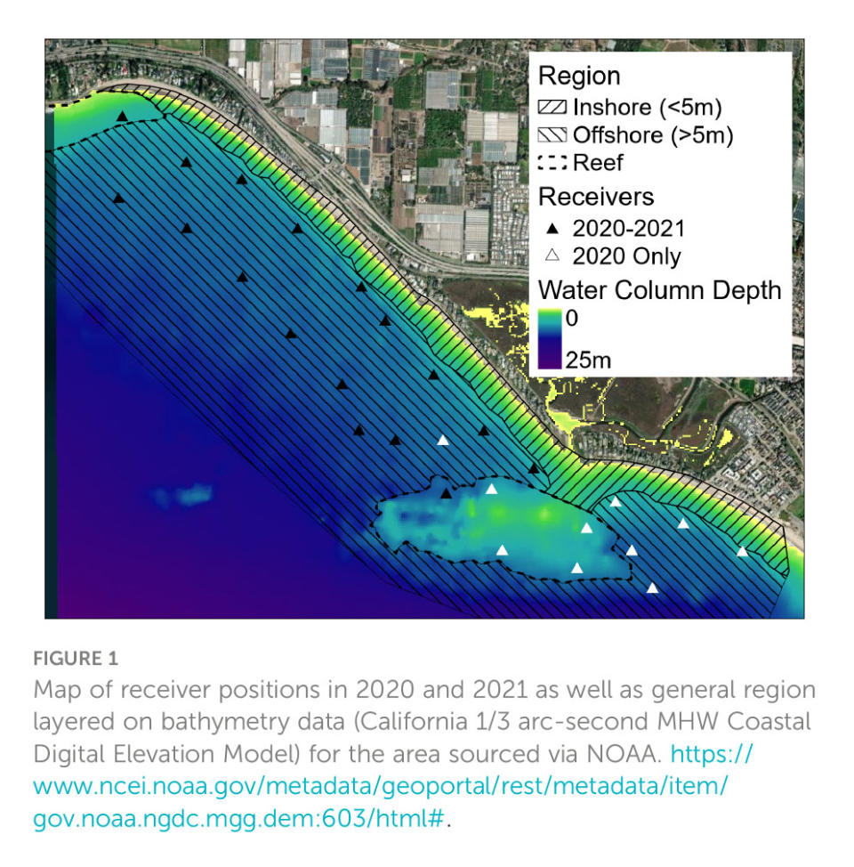 Data shows how many young sharks are moving toward the shorelines. Frontiers in Marine Science