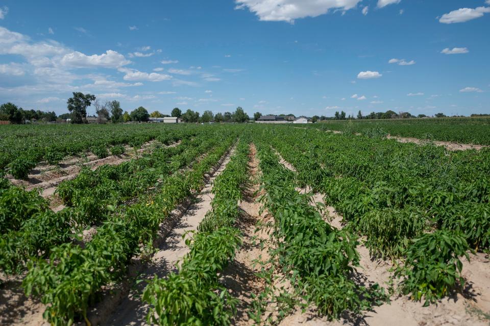 Rows of Pueblo chiles are primed for picking at one of the Milberger Farms' fields on Wednesday, August 16, 2023.