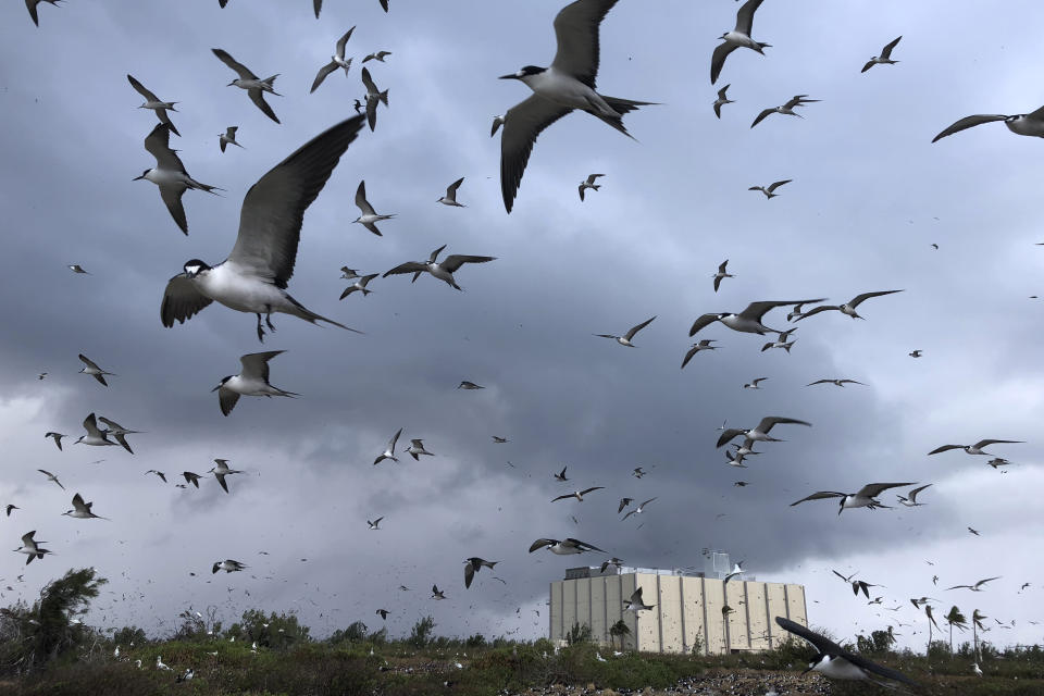 In this photo provided by the U.S. Fish and Wildlife Service, a flock of snooty terns gather near the only building left standing on the Johnston Atoll National Wildlife Refuge on March 24, 2019. An invasive species known as the yellow crazy ant has been eradicated from the remote U.S. atoll in the Pacific. The U.S. Fish and Wildlife Service announced Wednesday, June 23, 2021, that the ants have been successfully removed from the refuge. (Eric Baker/U.S. Fish and Wildlife Service via AP)