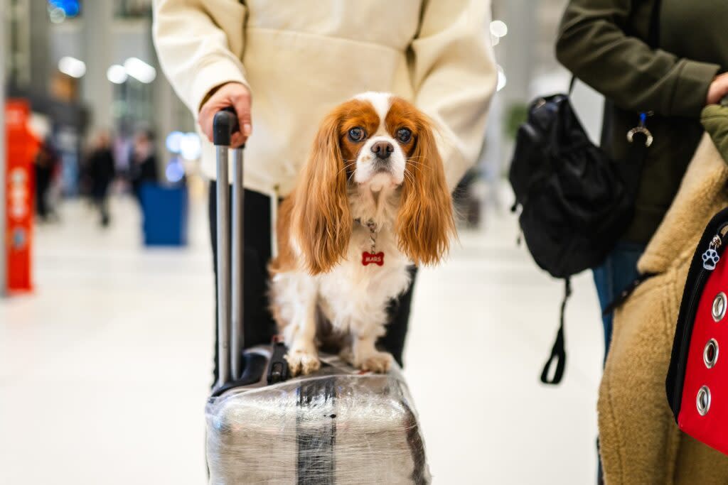 cute dog sitting on suitcase at airport